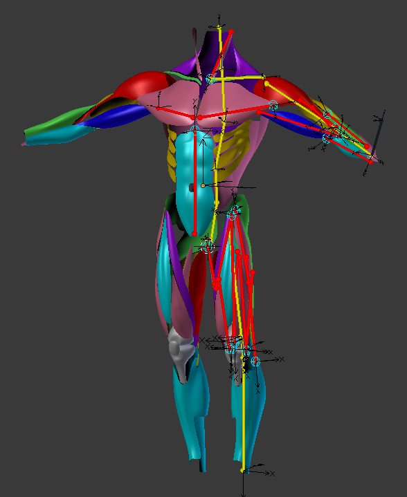 Rejse Sidst mærke Muscle Simulation Rig - Critiques - Animation and Rigging - Blender Artists  Community