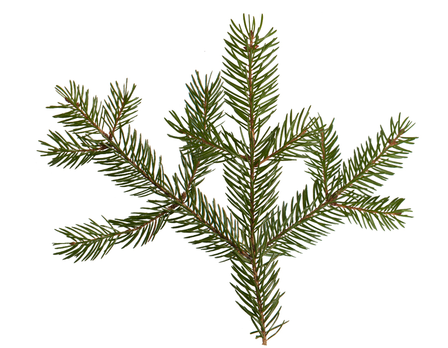 How to improve these pine branches? - Materials and Textures - Blender  Artists Community