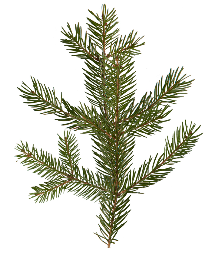 How to improve these pine branches? - Materials and Textures