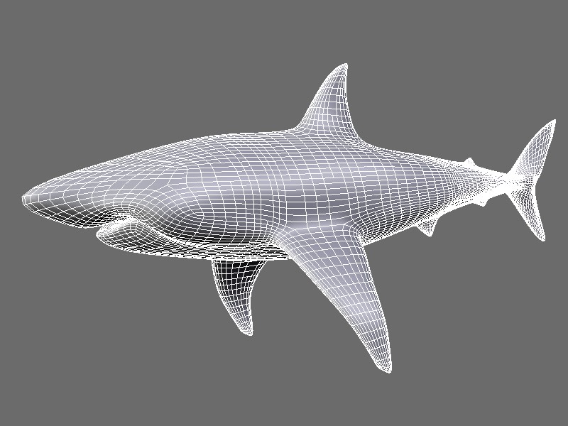 I made a Great White Shark for an educational project. : r/blender