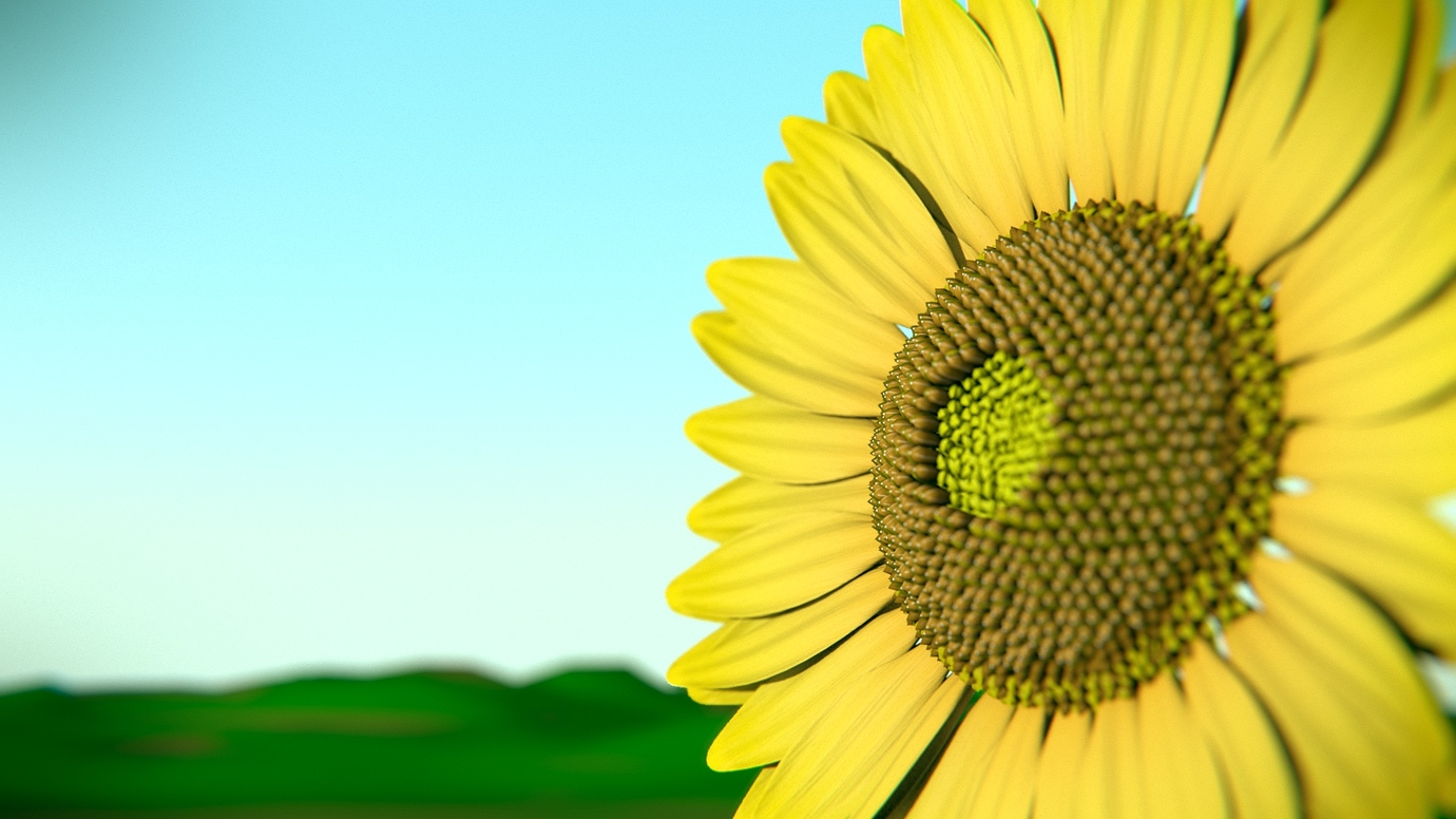 Sunflower - Finished Projects - Blender Artists Community