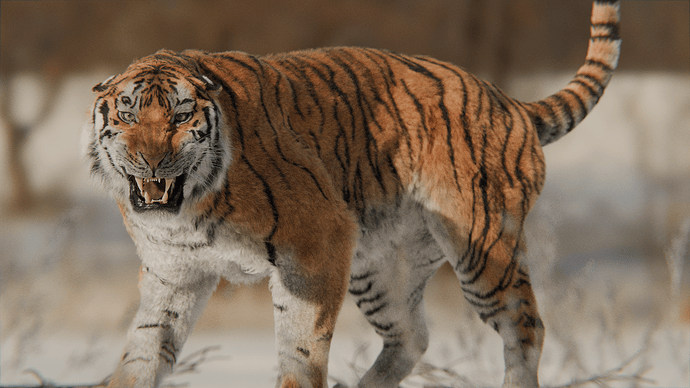 Aggressive Tiger
