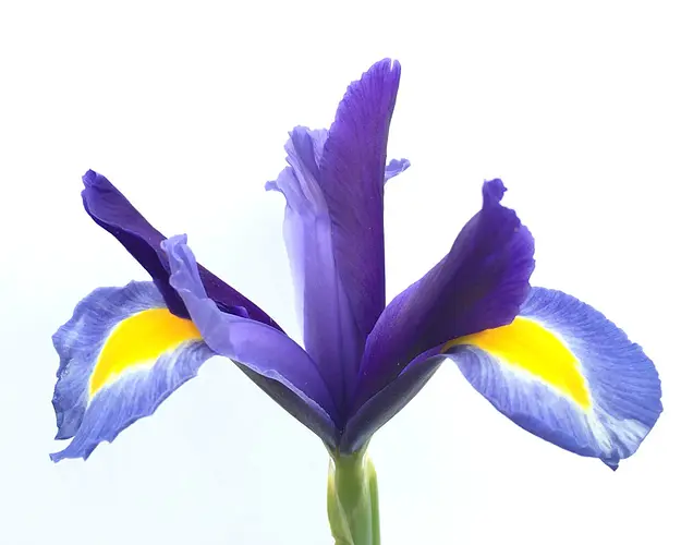 blue_iris_flower