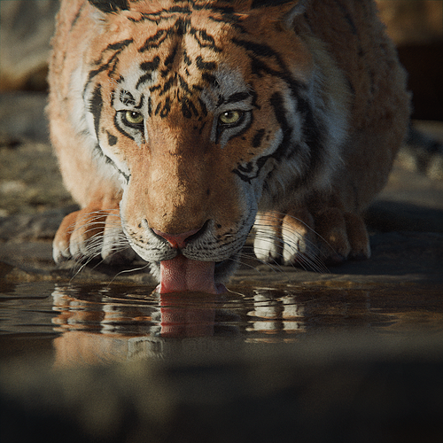 Siberian Tiger Drinking Shot