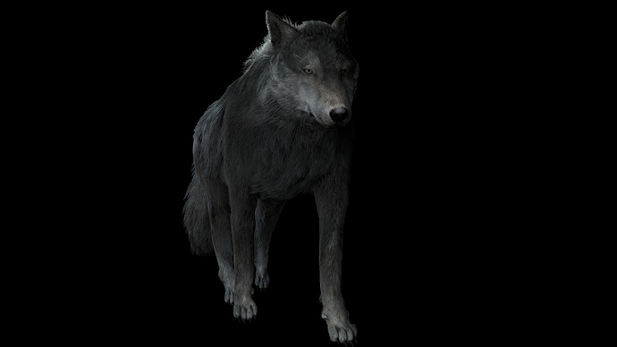 The wolf 3D model (with fur) - Finished Projects - Blender Artists ...