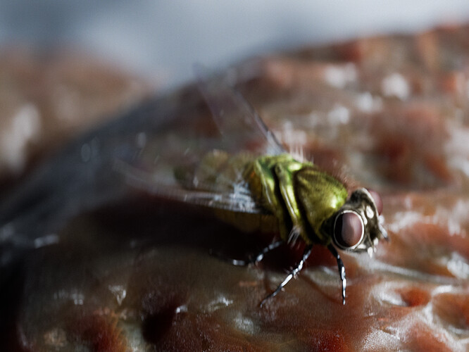 Markus Seam insect