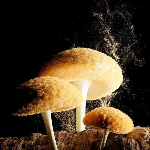 FUNGI_Rodolpho Rodrigues