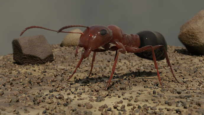 ant_final_01