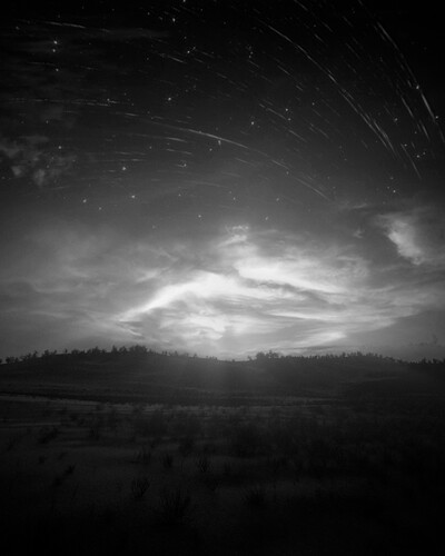 nightskytree_final_01_BW