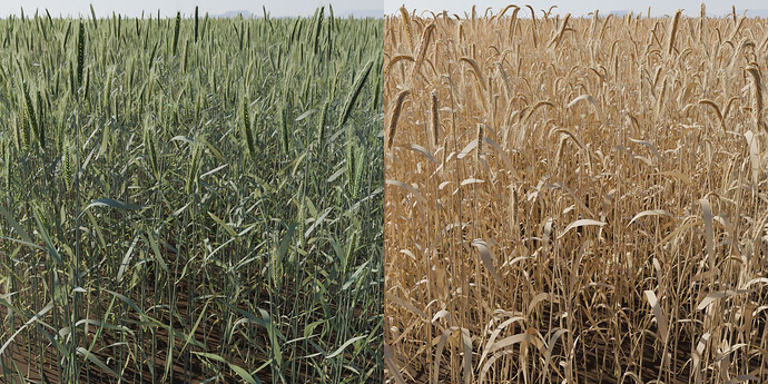 Barley and ripe barley