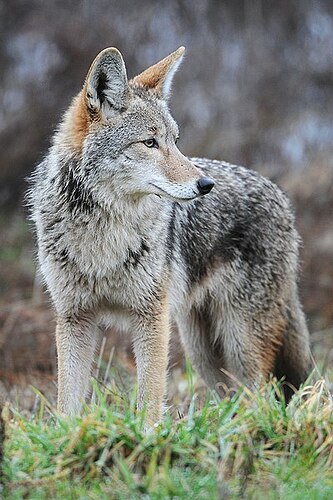 http://upload.wikimedia.org/wikipedia/commons/thumb/d/da/Coyote_by_Rebecca_Richardson.jpg/400px-Coyote_by_Rebecca_Richardson.jpg