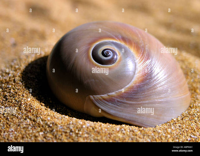 http://c8.alamy.com/comp/ABPMA1/large-spiral-sea-shell-on-a-sandy-beach-ABPMA1.jpg