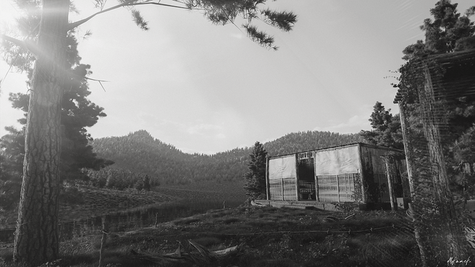 cabin in woods_b&w