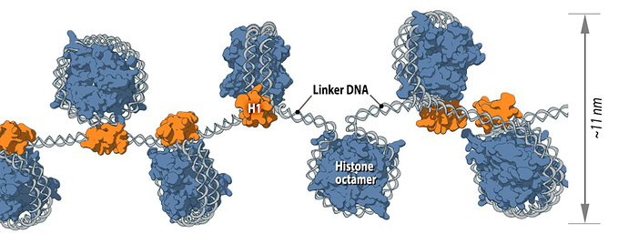 nucleosome-DNA-packaging