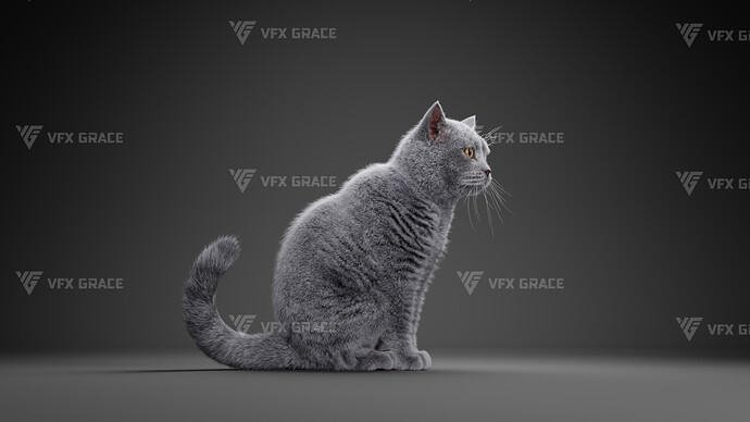 JF0O740A_BritishShorthair_Effect map07