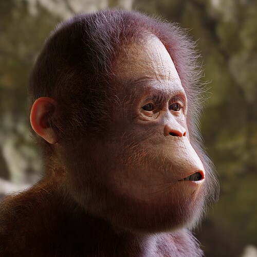 Orangutan_48