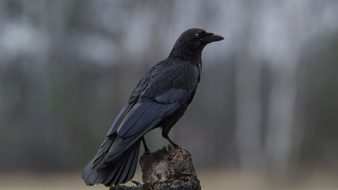 JC0L219A7_CarrionCrow_Display_A_01