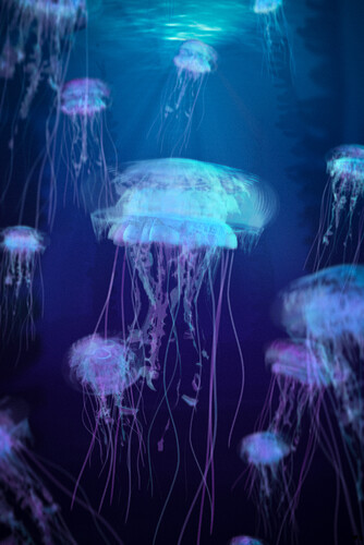 Jellyfishrawloss