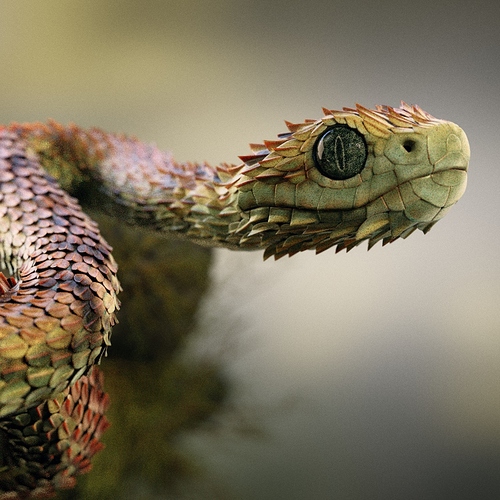 Atheris Hispida Snake - Finished Projects - Blender Artists Community