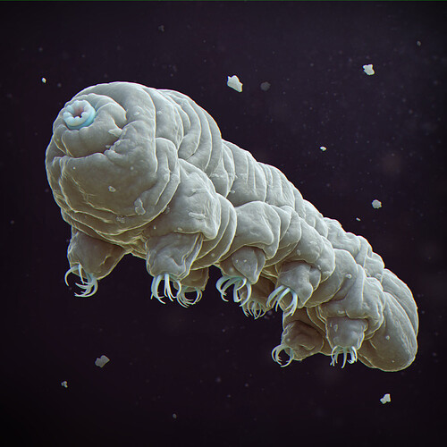 tardigrade001