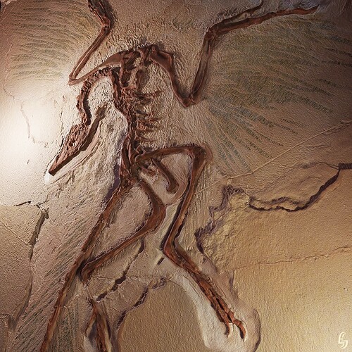 Archaeopteryx Cast 3D -2- Berlin Specimen