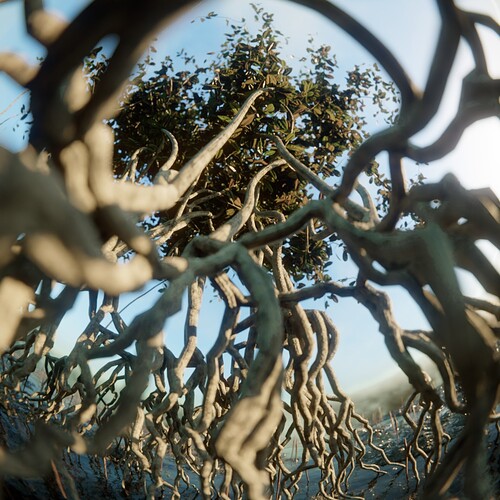 mangrove_fisheye6