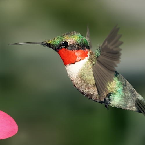 Humming%20Bird1_crop