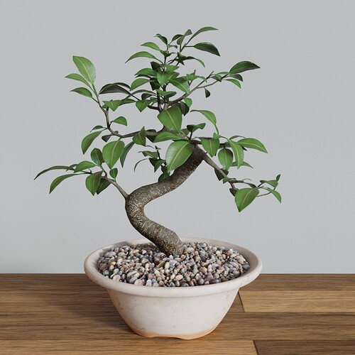 Ficus_bonsai_small