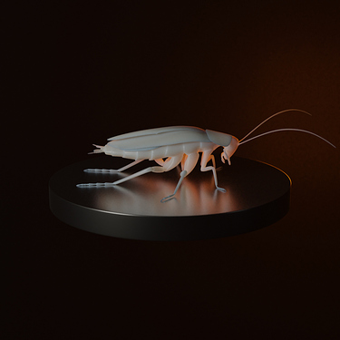 cockroach_turntable_0239
