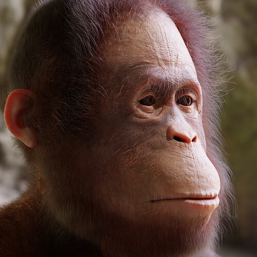 Orangutan_46