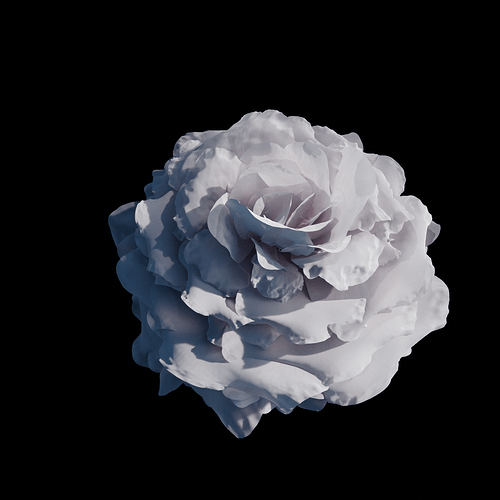 White rose 3