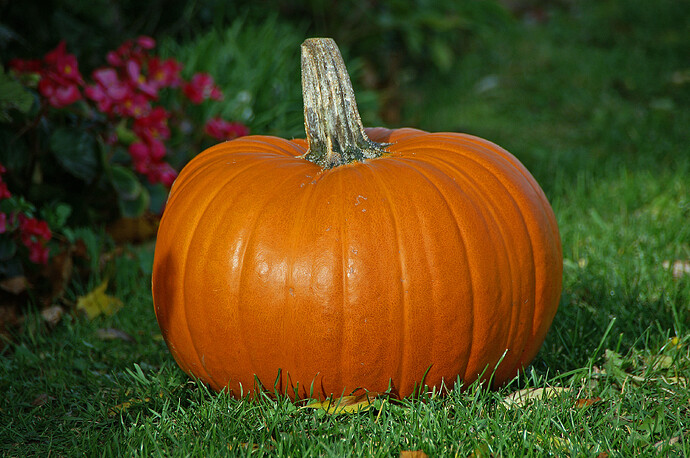 Pumpkin-3977887051