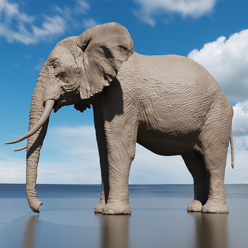 elefante_perfil_b