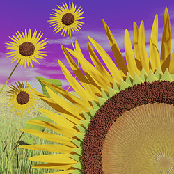 0590EXR - My Yellow Sunflower