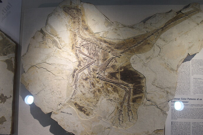 Anchiornis-Beijing_Museum_of_Natural_History