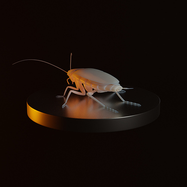 cockroach_turntable_0089