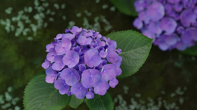 hydrangea