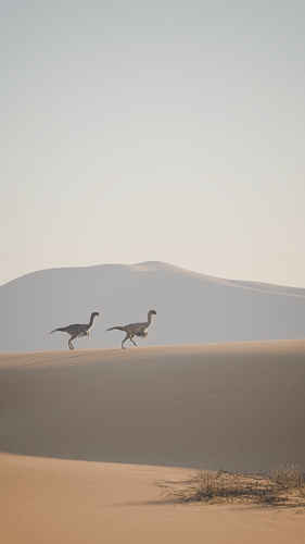dunes_evening_couple.08