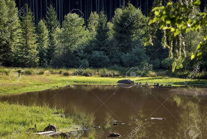 A Small Pond In The Middle Of A Forest With Wild Birds Stock Photo, Picture  And Royalty Free Image. Image 83864947.