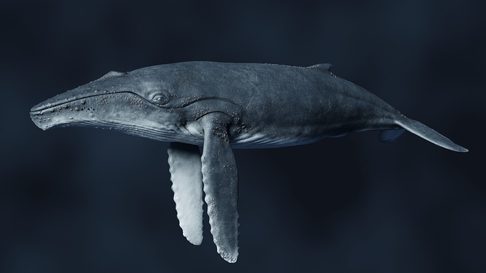 whale_0818_01