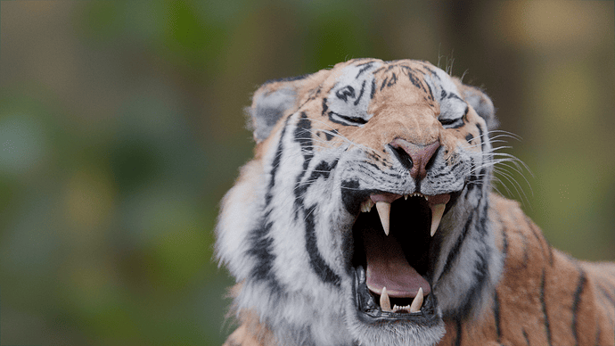 Tiger Yawn 2