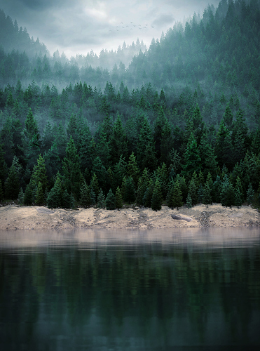 Misty lakeside