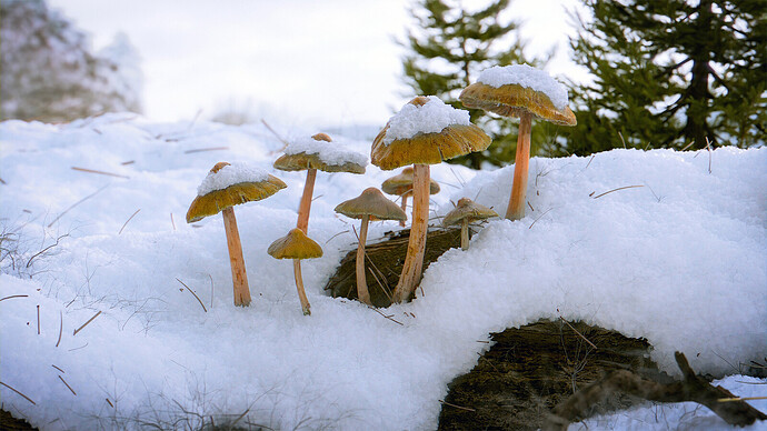 Mushrooms in Snow