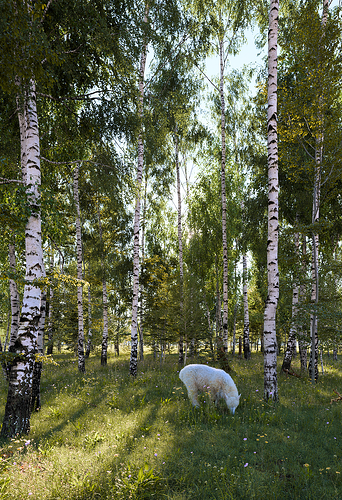 birches1