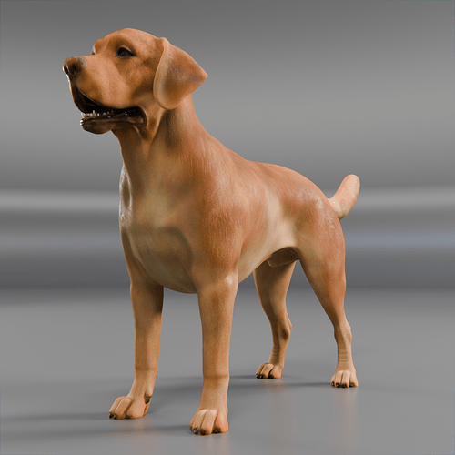 Dog_Golden_03