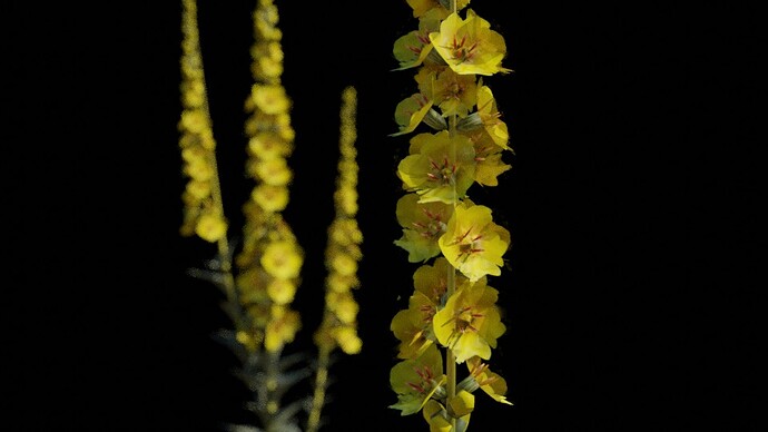 Verbascum densiflorum- dteil kvet