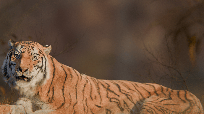 Tiger Lie