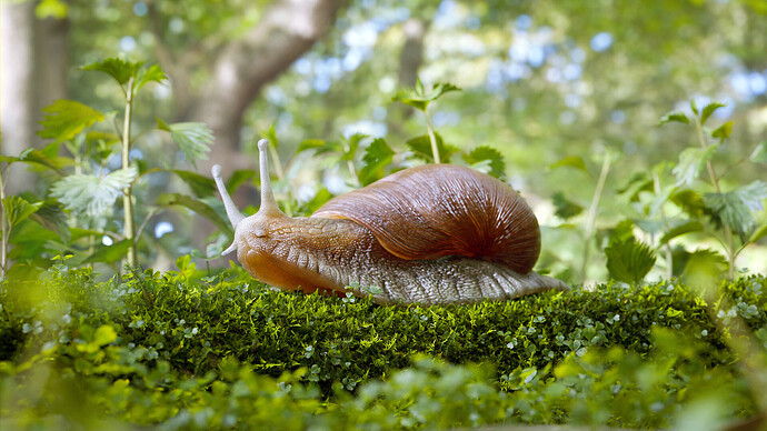 Snail Forest