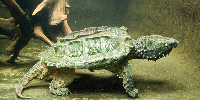 Alligator_Snapping_Turtle_(Macrochelys_temminckii),aquarium_display(2011)