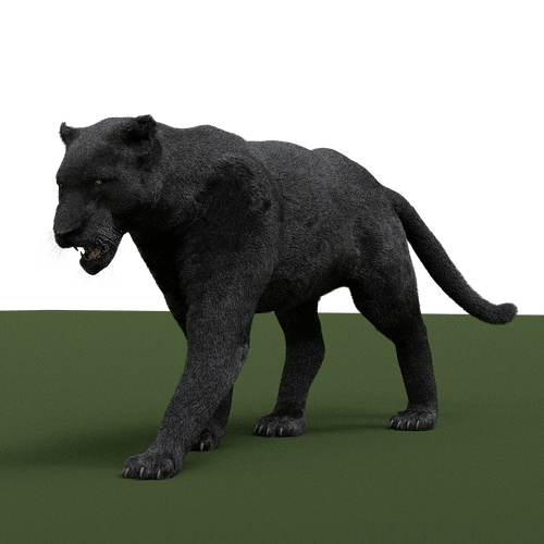 Panther Test 5